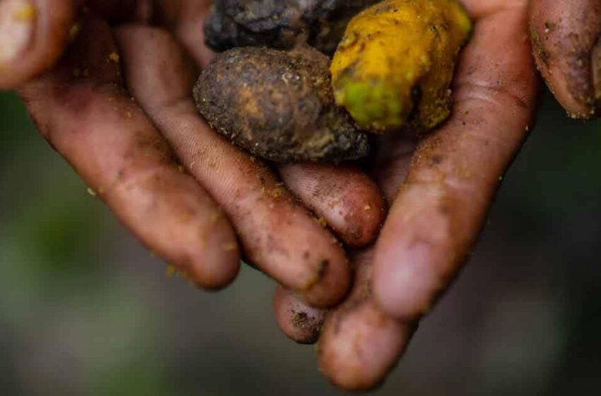  An Indigenous village works to save a Brazilian forest, seed by seed