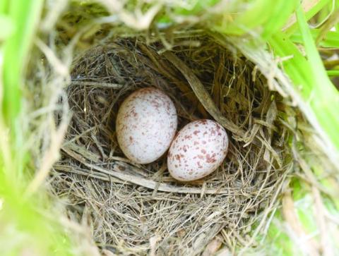  أسباب جينية تدفع الطيور إلى «تزوير البيض»