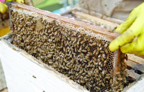  حماية نحل العسل من خطر المبيدات الحشرية