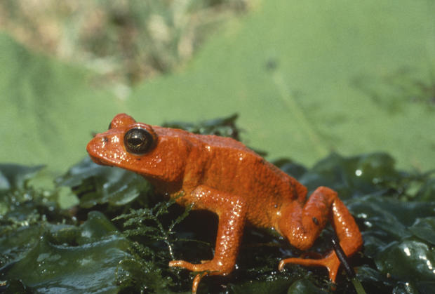  Demise of golden toad shows climate’s massive extinction threat