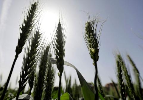  Egypt Eyes Adding India as a Wheat Import Origin This Month