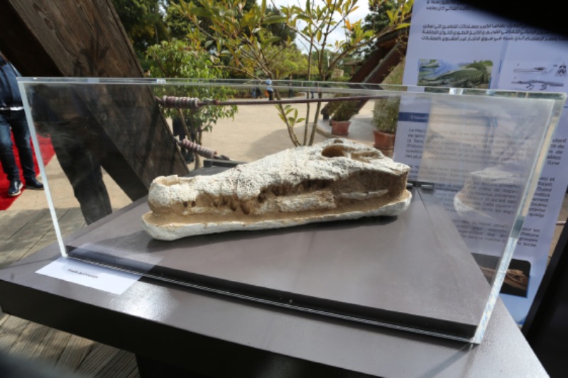  Exhibition at the Rabat zoo of the fossil skull of the prehistoric crocodile returned to Morocco