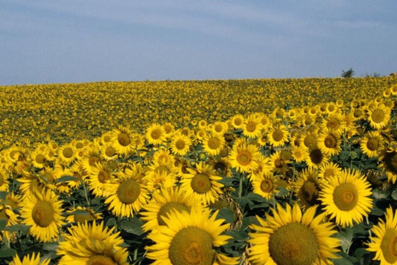  Here is why Morocco must strengthen its cultivation of Sunflower and Rapeseed