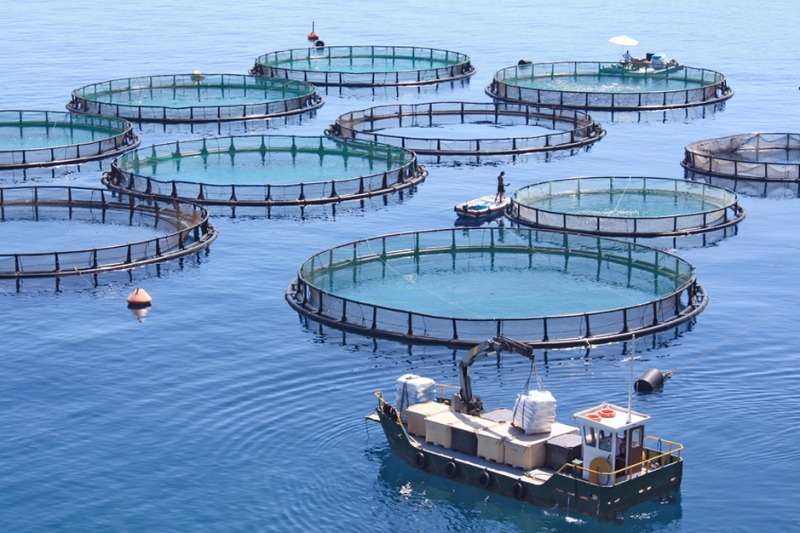  Launch of a twinning project to strengthen aquaculture
