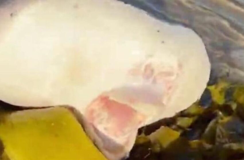  Mysterious sea creature washes ashore in Sydney’s Bondi Beach