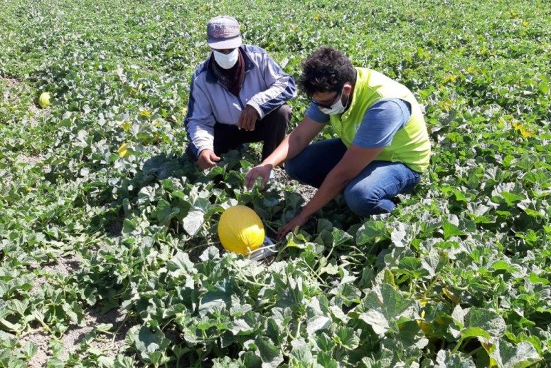  OCP-Al Moutmir: The yield of certain crops increased by up to 21% in the 2020/21 campaign