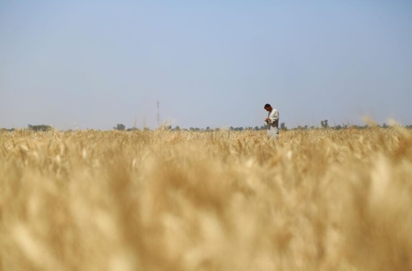  هكذا يؤثر الجفاف والحرب الأوكرانية على موسم الحنطة في العراق