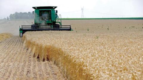  Egypt Harvested Over 700,000 Wheat Feddan since April