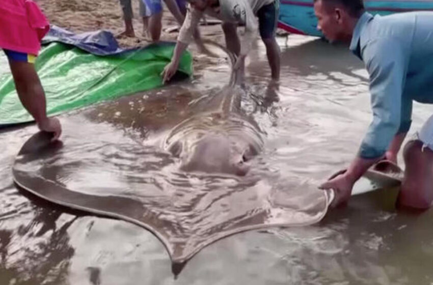  Giant stingray caught in Cambodia