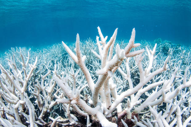  Great Barrier Reef survey reveals vast extent of coral bleaching
