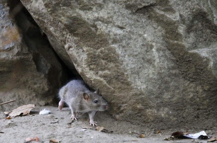  Oh, rats! As New Yorkers emerge from pandemic, so do rodents