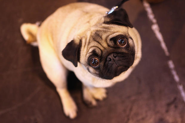  Pugs cannot be considered “a typical dog” due to dire health issues, study finds