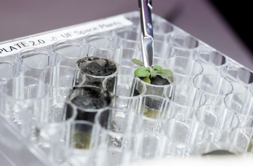  Scientists Grew Plants in Lunar Soil for First Time Ever