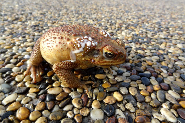  “Toad poison” hangover treatment reportedly kills Russian oil executive