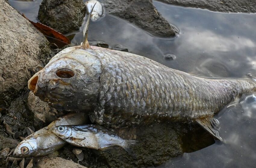  Cause for massive fish kill in German-Polish river unclear
