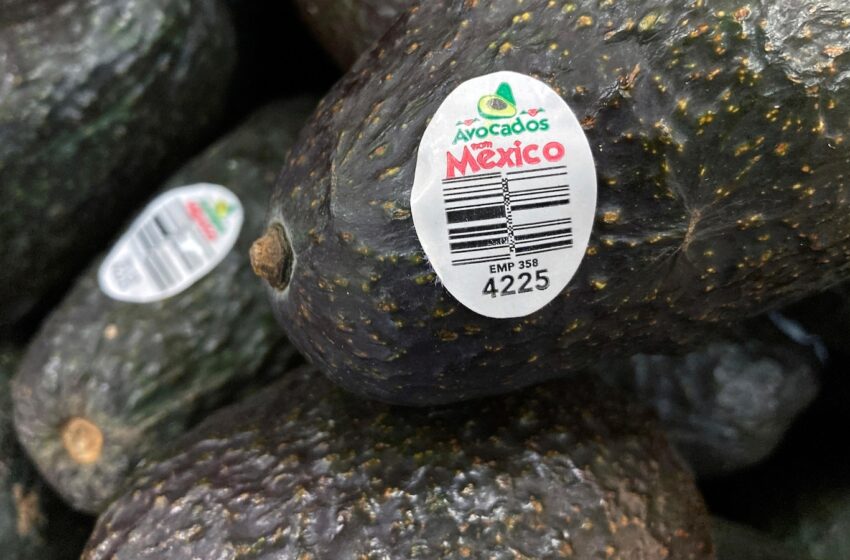  Assault on US avocado inspectors in Mexican state led to suspension of inspections