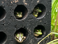  A fungus is killing frogs. Homemade saunas might save them, scientists say.