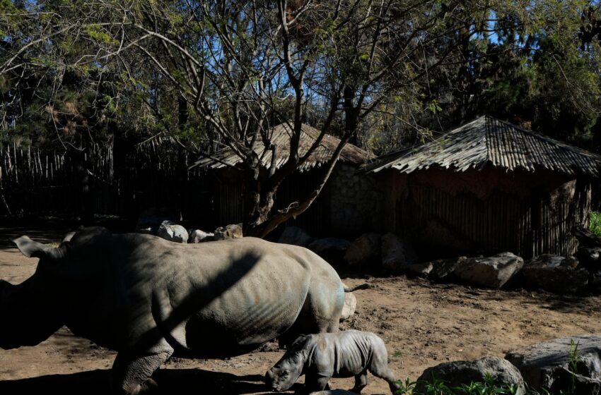  A white rhino is born in a Chilean zoo, boosting the near-endangered species