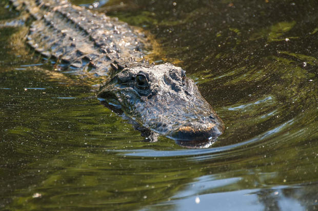  Australian officials search for child missing after reported crocodile attack