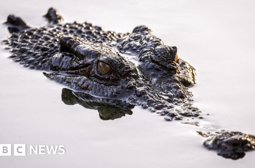  Fears for Australian child missing after croc attack