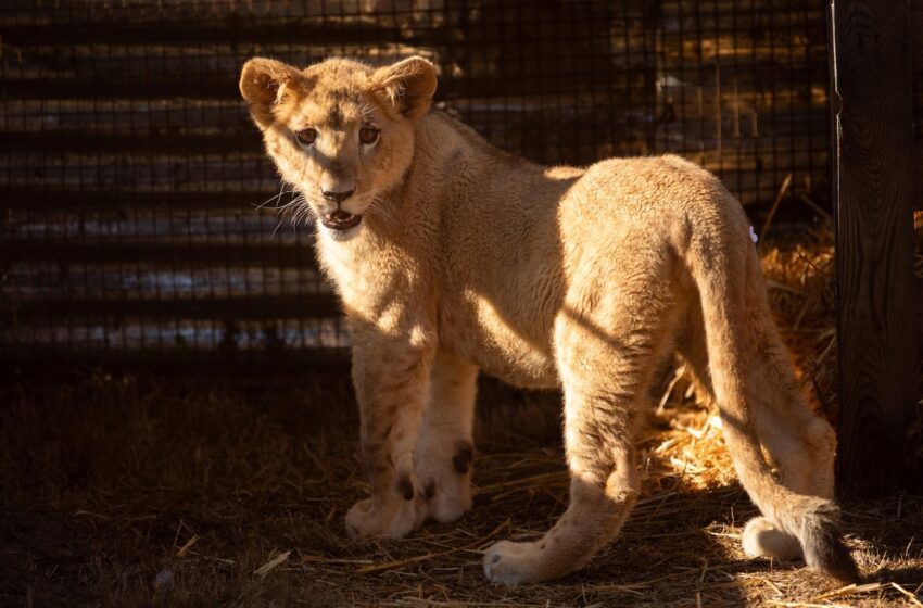  Freya the rescued lion cub is safe in South Africa, but many other lions there are bred to be shot