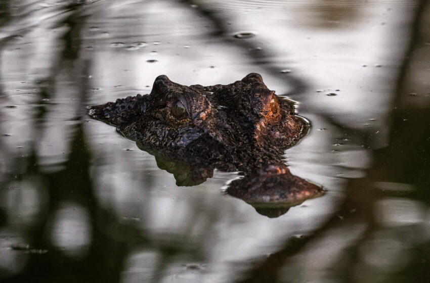  Missing 12-year-old girl’s remains found after crocodile attack