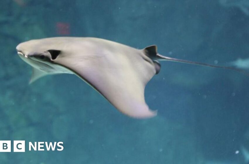  US stingray who became pregnant without mate dies